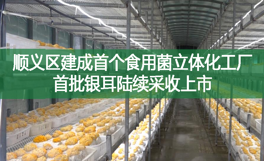 順義區建成首個食用菌立體化工廠 首批銀耳陸續采收上市