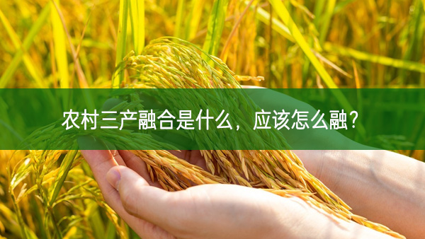農村三產融合是什么，應該怎么融？