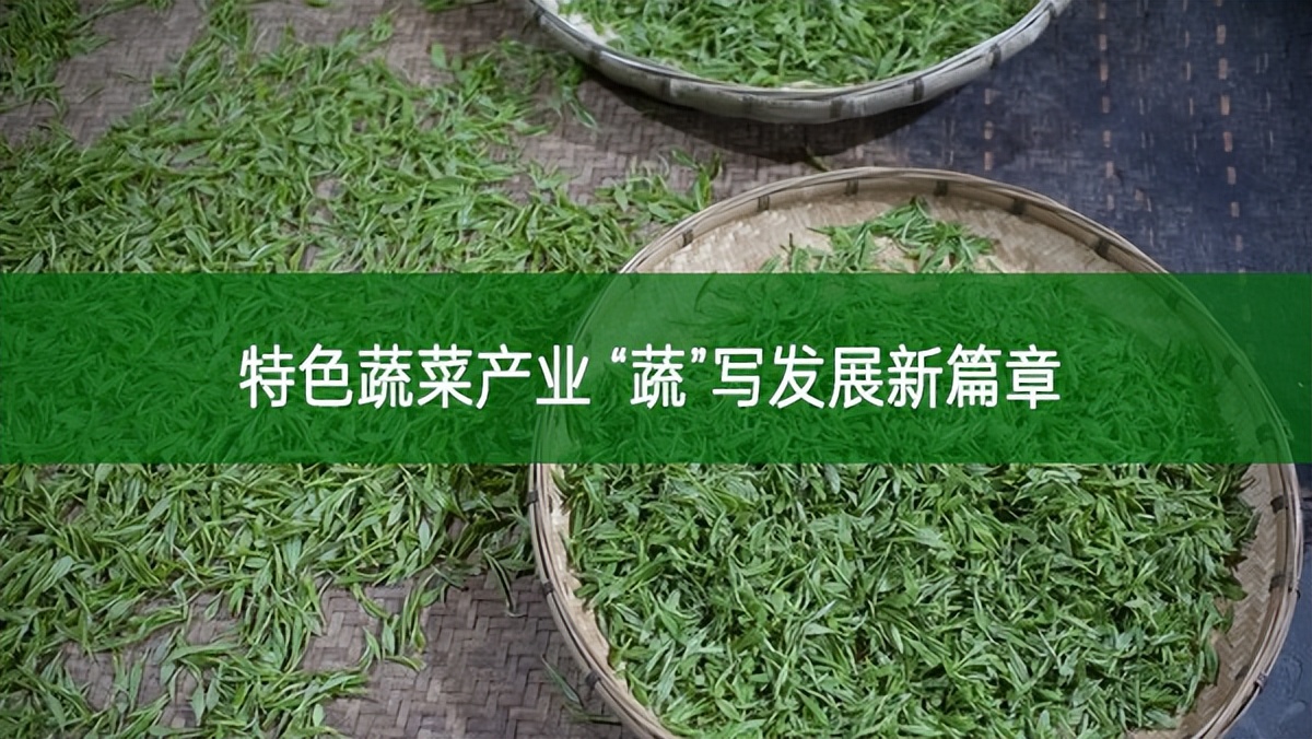 特色蔬菜產(chǎn)業(yè) “蔬”寫(xiě)發(fā)展新篇章