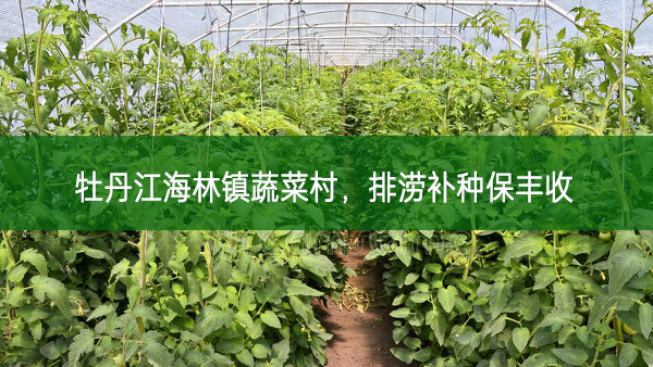 牡丹江海林鎮(zhèn)蔬菜村，排澇補種保豐收