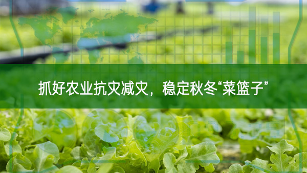 抓好農業抗災減災,穩定秋冬“菜籃子”