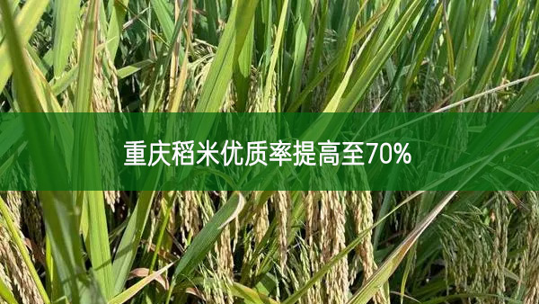 重慶稻米優(yōu)質率提高至70%