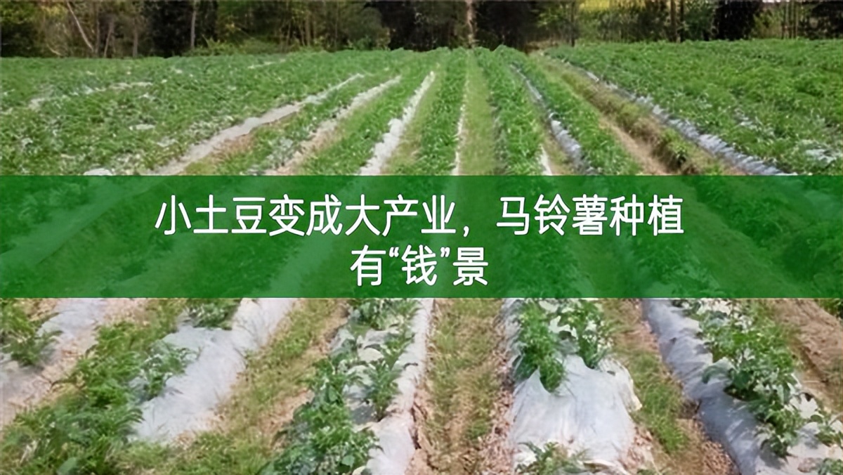 小土豆變成大產業,馬鈴薯種植有“錢”景