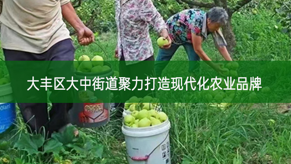 大豐區大中街道聚力打造現代化農業品牌