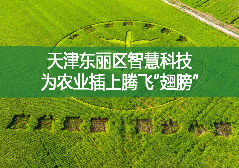 天津東麗區(qū)智慧科技 為農業(yè)插上騰飛“翅膀”
