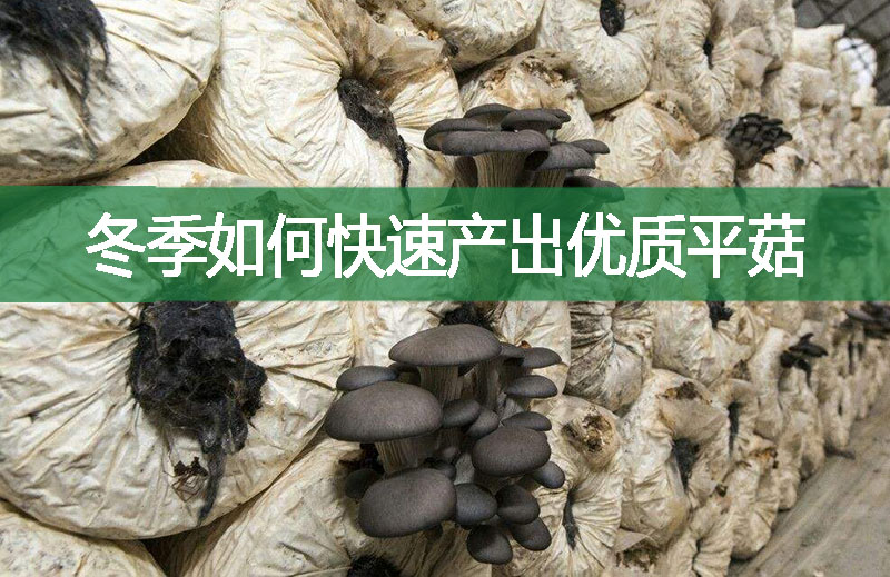 冬季如何快速產出優質平菇