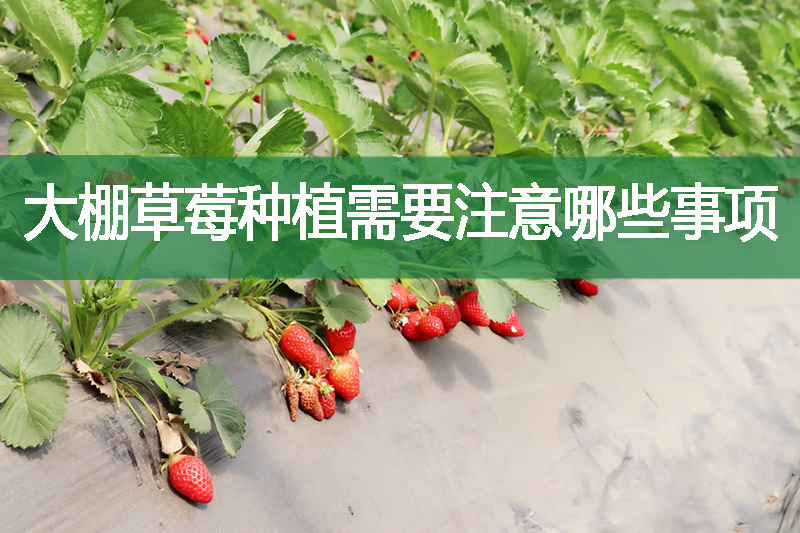 大棚草莓種植需要注意哪些事項(xiàng)?