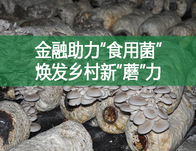 金融助力“食用菌” 煥發(fā)鄉(xiāng)村新“蘑”力