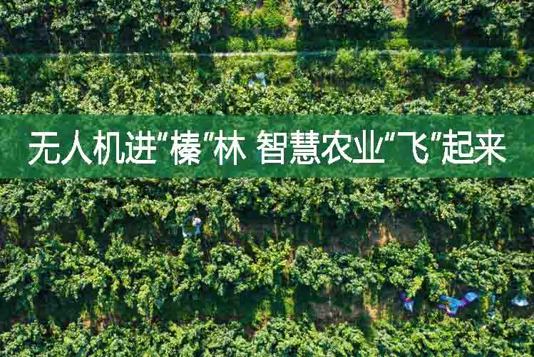 無人機進“榛”林，智慧農業“飛”起來