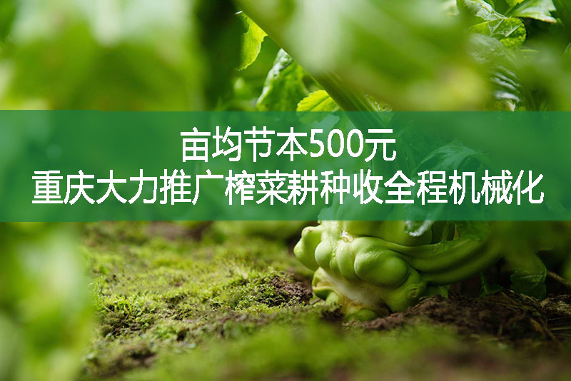 畝均節(jié)本500元 重慶大力推廣榨菜耕種收全程機械化