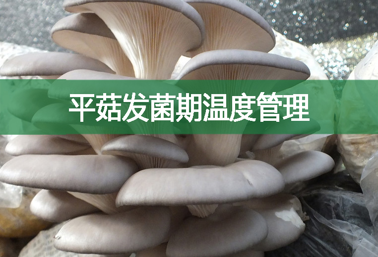 平菇發菌期溫度管理