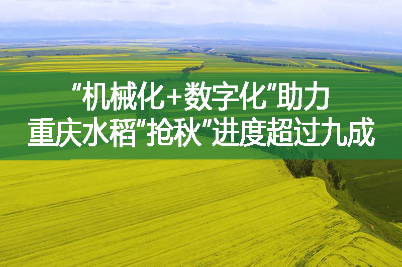 “機械化+數字化”助力 重慶水稻“搶秋”進度超過九成