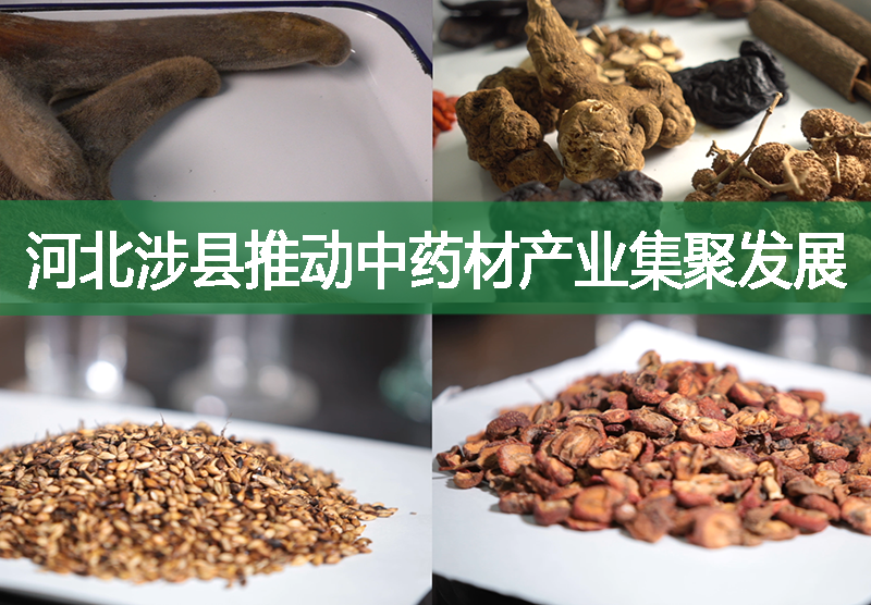 河北涉縣推動(dòng)中藥材產(chǎn)業(yè)集聚發(fā)展