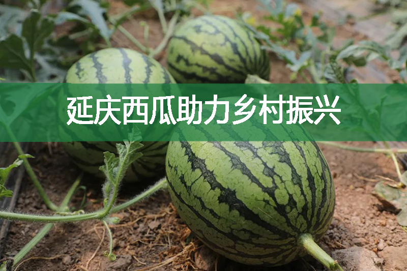 延慶西瓜助力鄉村振興