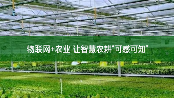 物聯網+農業(yè) 讓智慧農耕“可感可知”