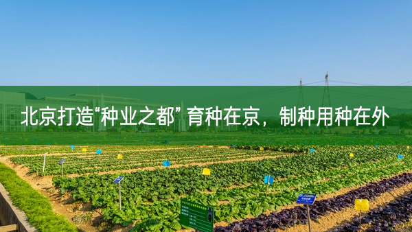 北京打造“種業(yè)之都” 育種在京,制種用種在外