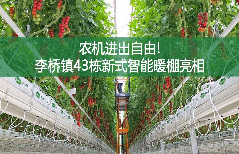 農機進出自由!李橋鎮43棟新式智能暖棚亮相