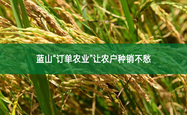 藍山“訂單農業”讓農戶種銷不愁