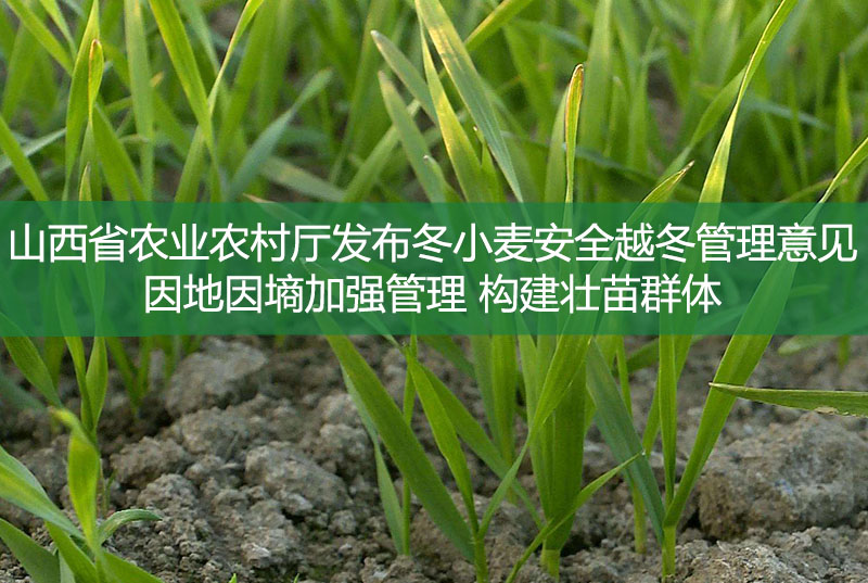 山西省農業農村廳發布冬小麥安全越冬管理意見 因地因墑加強管理 構建壯苗群體