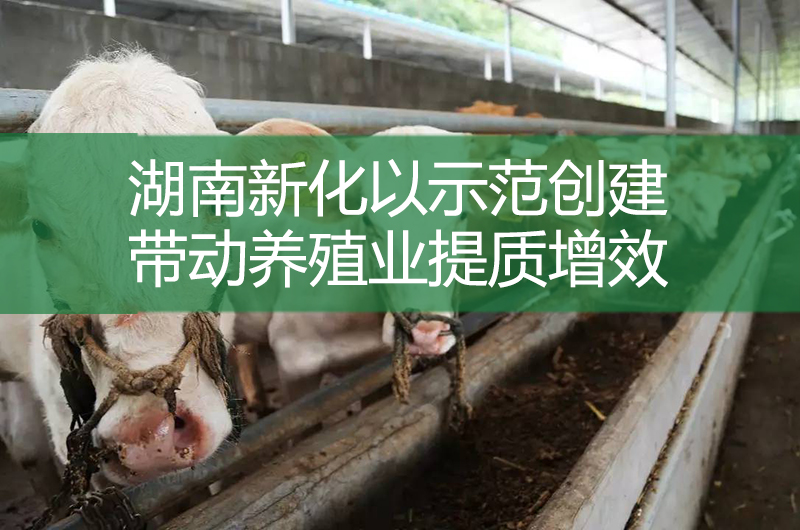 湖南新化以示范創(chuàng)建帶動養(yǎng)殖業(yè)提質增效
