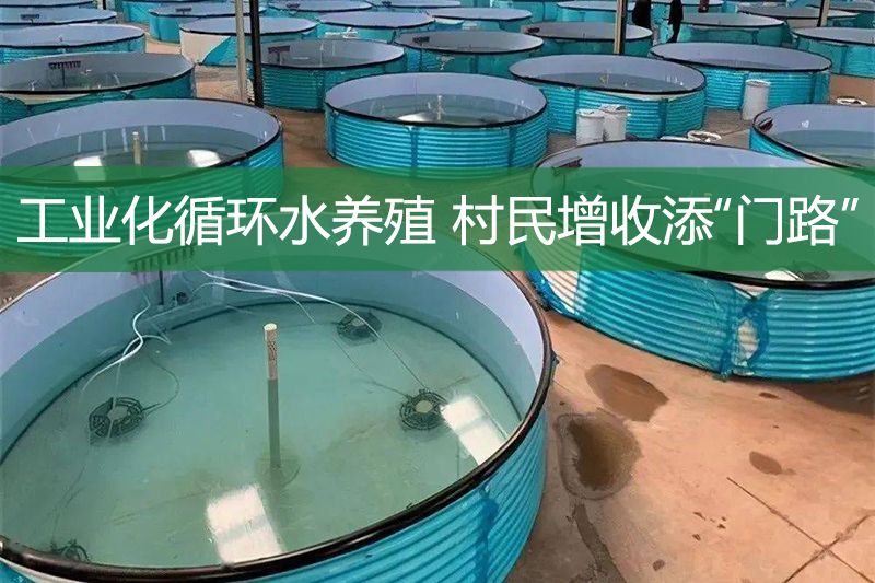 工業化循環水養殖 村民增收添“門路”