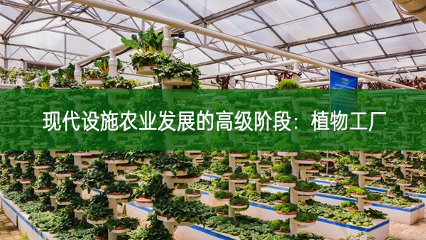 現代設施農業發展的高級階段：植物工廠