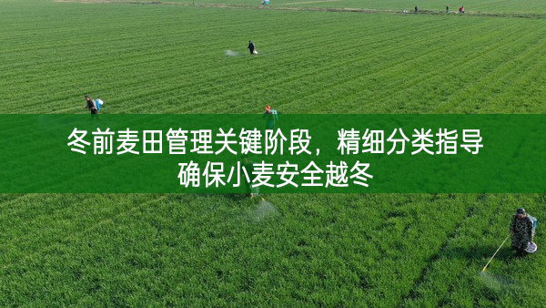 冬前麥田管理關鍵階段,精細分類指導確保小麥安全越冬