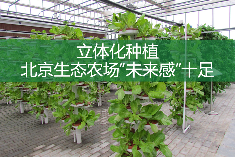 立體化種植，北京生態(tài)農(nóng)場(chǎng)“未來感”十足