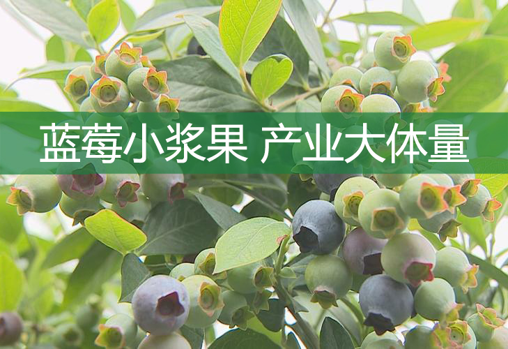 藍莓小漿果 產業大體量