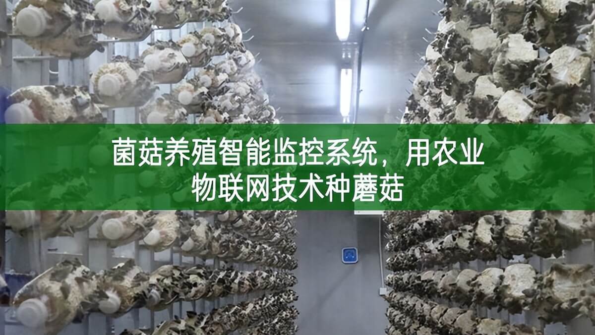 菌菇養(yǎng)殖智能監(jiān)控系統(tǒng)，用農(nóng)業(yè)物聯(lián)網(wǎng)技術(shù)種蘑菇
