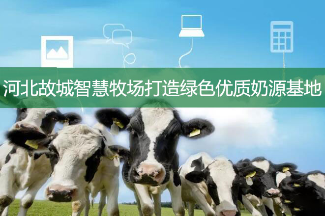 河北故城智慧牧場打造綠色優(yōu)質奶源基地