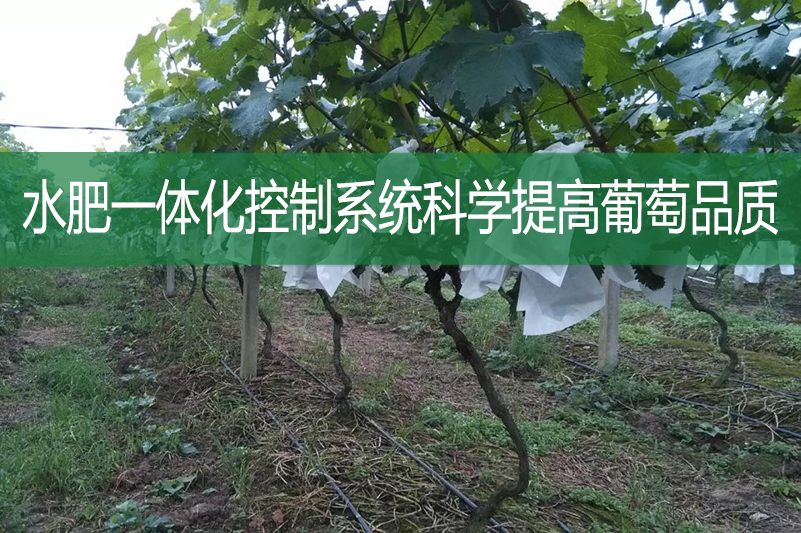 水肥一體化控制系統科學提高葡萄品質