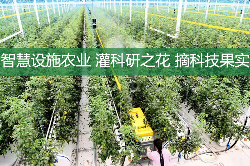 智慧設施農業，灌科研之花，摘科技果實