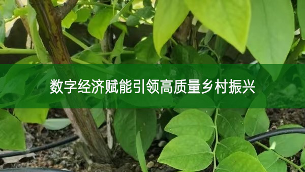 數字經濟賦能引領高質量鄉村振興