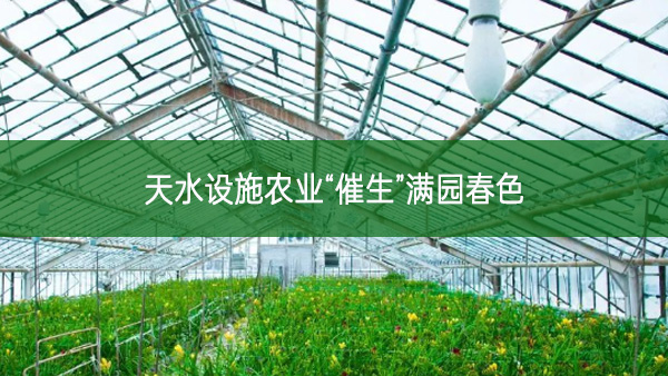 天水設施農業(yè)“催生”滿園春色