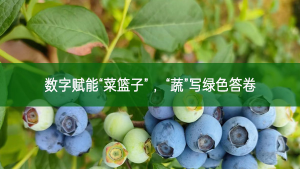 數字賦能“菜籃子” ，“蔬”寫綠色答卷
