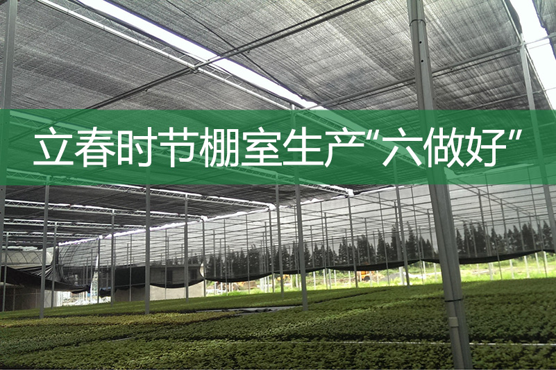 立春時(shí)節(jié)棚室生產(chǎn)“六做好”