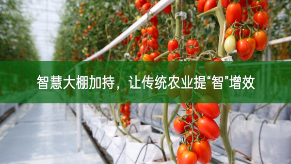 智慧大棚加持，讓傳統農業提“智”增效