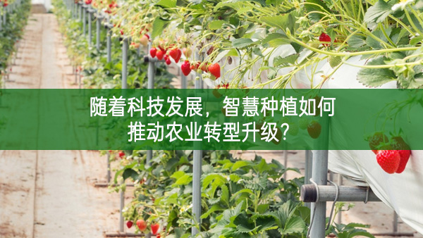隨著科技發(fā)展，智慧種植如何推動(dòng)農(nóng)業(yè)轉(zhuǎn)型升級(jí)？