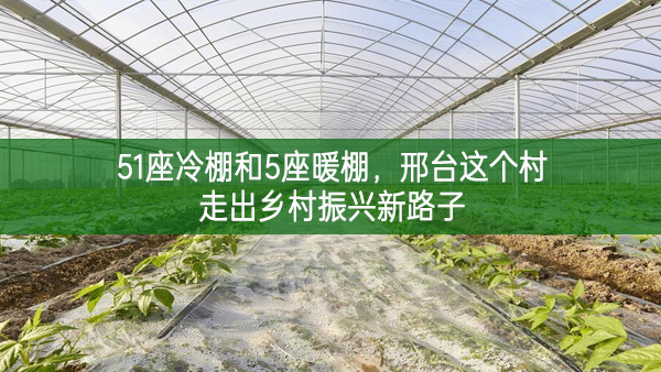 51座冷棚和5座暖棚,邢臺這個村走出鄉(xiāng)村振興新路子