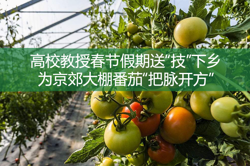 高校教授春節(jié)假期送“技”下鄉(xiāng)，為京郊大棚番茄“把脈開方”