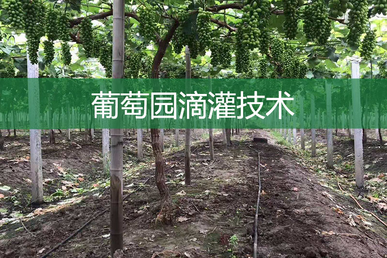 葡萄園滴灌技術