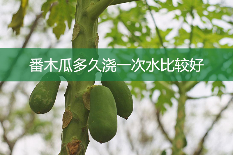 番木瓜多久澆一次水比較好