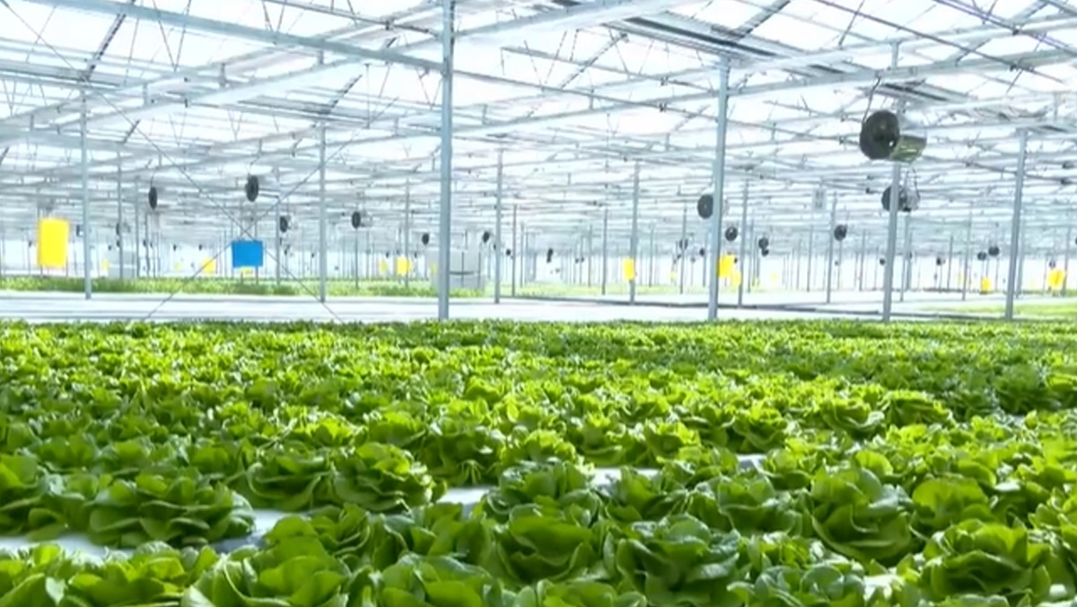 【政策解讀】高標(biāo)準(zhǔn)農(nóng)田建設(shè)或?qū)⒂瓉?lái)投資高潮