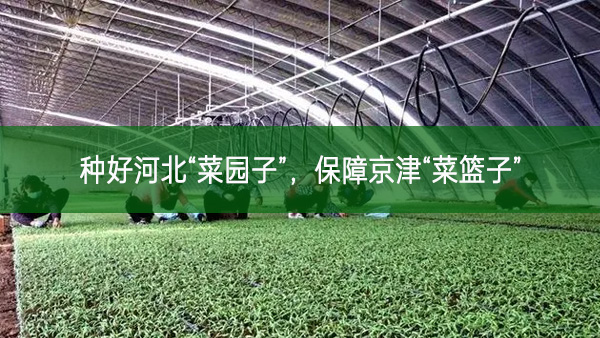種好河北“菜園子”,保障京津“菜籃子”