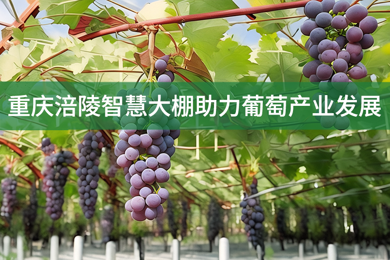重慶涪陵智慧大棚助力葡萄產(chǎn)業(yè)發(fā)展
