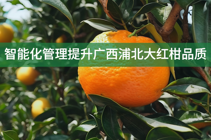智能化管理提升廣西浦北大紅柑品質