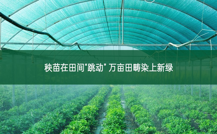 秧苗在田間“跳動(dòng)” 萬畝田疇染上新綠