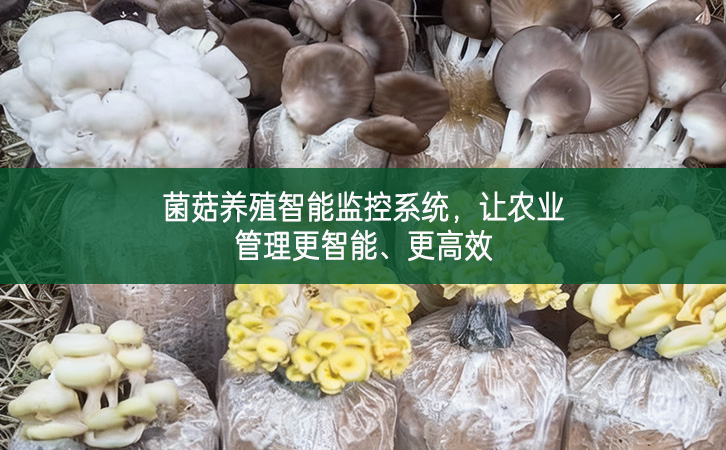 菌菇養殖智能監控系統，讓農業管理更智能、更高效