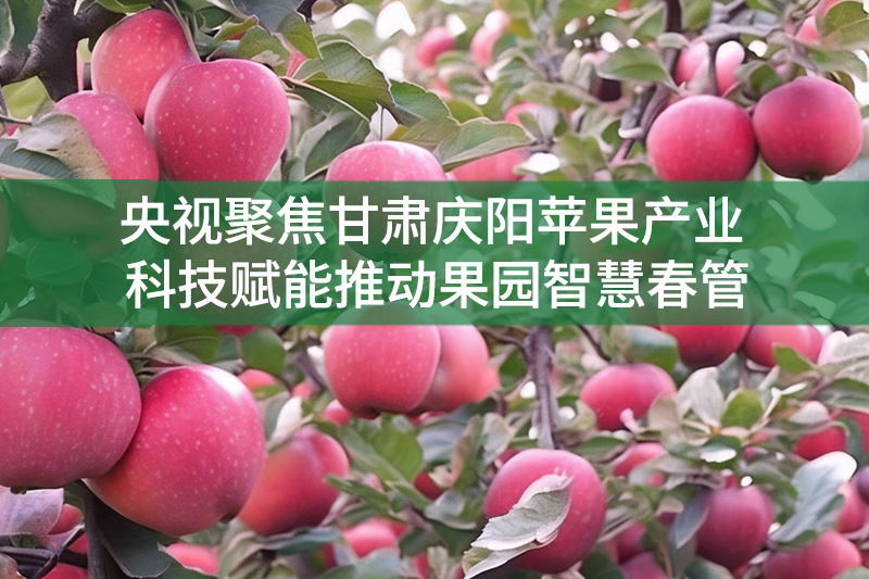 央視聚焦甘肅慶陽(yáng)蘋(píng)果產(chǎn)業(yè) 科技賦能推動(dòng)果園智慧春管